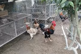 Loại gà tiến vua siêu đắt đỏ ở Việt Nam