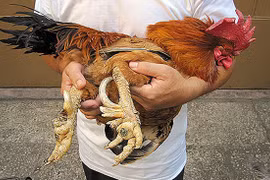 Đại gia Việt thi nhau lùng loại gà tiến vua giá siêu đắt đỏ