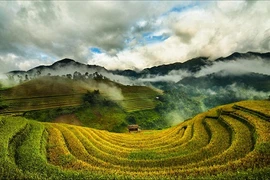 Tháng 9 mùa lúa chín: Vừa mải ngắm vừa có ảnh nghìn like