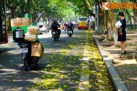 Ảnh: Lãng mạn những con đường trải đầy lá vàng ở Hà Nội