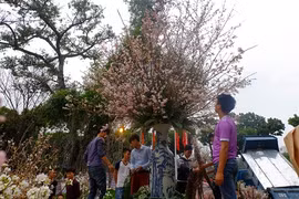 Cận cảnh chuẩn bị lễ hội hoa anh đào hoành tráng trước “giờ G“