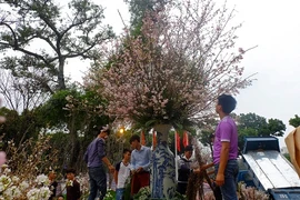 Cận cảnh chuẩn bị lễ hội hoa anh đào hoành tráng trước “giờ G“