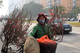 Ảnh: Tết về trên những xe chở đào rong khắp phố Hà Nội