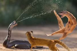 Top động vật ăn rắn kịch độc vẫn "bất tử"... lý do rùng mình 