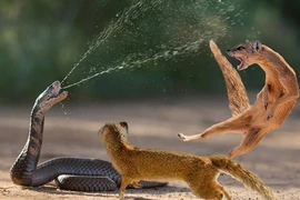 Top động vật ăn rắn kịch độc vẫn "bất tử"... lý do rùng mình 