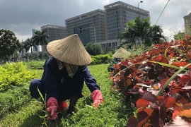 Ảnh: Công nhân vất vả dẹp rừng cỏ ở đại lộ Thăng Long