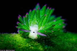 Mê mẩn những sinh vật toả sáng lung linh dưới đáy biển