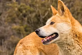 “Tứ đại quốc khuyển” Việt Nam siêu đắt đỏ, đại gia ráo riết săn lùng