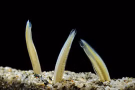 Bất ngờ loạt sinh vật hiện đại mang cấu trúc 600 triệu năm trước