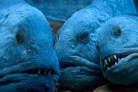 Rùng mình “quái vật biển sâu” có vẻ ngoài xấu như phim kinh dị 