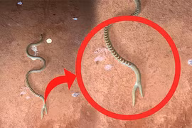 Sự thật gây sốc về sinh vật bí ẩn mình rắn, 'đuôi người cá'