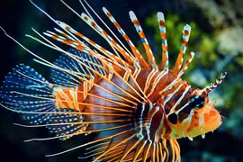 Cá sư tử siêu đẹp nhưng nọc độc cực nguy hiểm