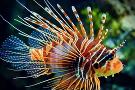 Cá sư tử siêu đẹp nhưng nọc độc cực nguy hiểm