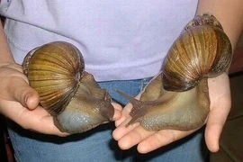 Phát hoảng những loài động vật bỗng hoá khổng lồ như quái vật