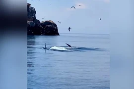 Soi loài cá lớn nhất hành tinh bất ngờ xuất hiện ở Bình Định