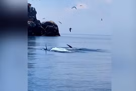 Soi loài cá lớn nhất hành tinh bất ngờ xuất hiện ở Bình Định