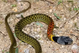 Rắn cắn bé 4 tuổi Quảng Ngãi: Rắn hổ lửa đáng sợ như nào?