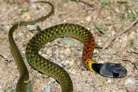 Rắn cắn bé 4 tuổi Quảng Ngãi: Rắn hổ lửa đáng sợ như nào?