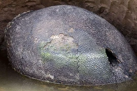 Chó sủa không ngừng vào hòn đá, tá hỏa thấy thứ không tầm thường 