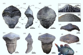 Hồi sinh loài cá mập hung dữ 290 triệu tuổi