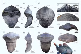 Hồi sinh loài cá mập hung dữ 290 triệu tuổi