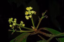 Phát hiện loài thực vật mới ở Việt Nam: Cực hiếm và nguy cấp! 