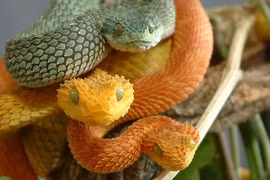 Những loài độc xà cực nguy hiểm cần tránh xa