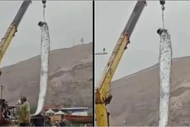 “Cá thảm họa” xuất hiện, dự báo chính xác siêu bão ở Nhật Bản? 