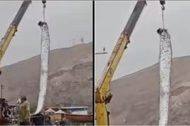 “Cá thảm họa” xuất hiện, dự báo chính xác siêu bão ở Nhật Bản? 