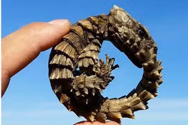 Sinh vật y hệt rồng non xuất hiện, chuyên gia hốt hoảng