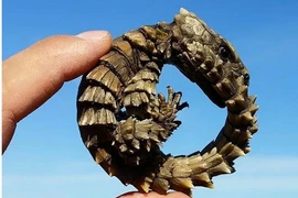 Sinh vật y hệt rồng non xuất hiện, chuyên gia hốt hoảng