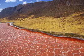 Bí ẩn hồ tử thần hoá đá mọi sinh vật thành "xác sống" 