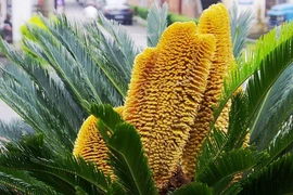 Loài cây độc lạ, cứ đơm hoa là mang lộc tới