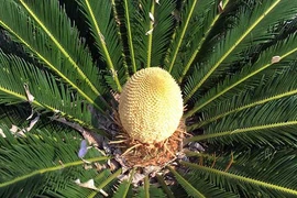 Loài cây cực hiếm ra hoa, hễ đơm bông là mang điềm báo 