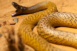 Đây là các loài độc xà nguy hiểm nhất hành tinh 