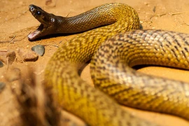 Đây là các loài độc xà nguy hiểm nhất hành tinh 