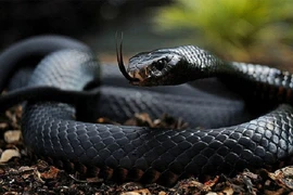 Đụng vào những loài độc xà này, ai cũng phải quay đầu chạy thục mạng!