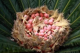 Cực hiếm loài cây 20 năm mới đơm hoa, kết trái: Điềm báo tài lộc? 