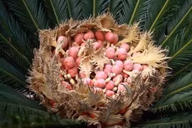 Cực hiếm loài cây 20 năm mới đơm hoa, kết trái: Điềm báo tài lộc? 