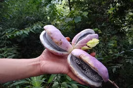 Thần dược cho quý ông nhìn tưởng “khoai lang tím” 