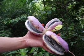 Thần dược cho quý ông nhìn tưởng “khoai lang tím” 