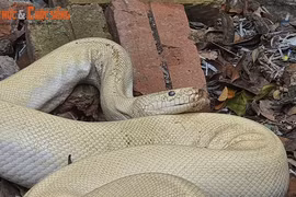 Bạch xà, cá lăng khủng... loạt “thủy quái” thình lình xuất hiện ở Việt Nam