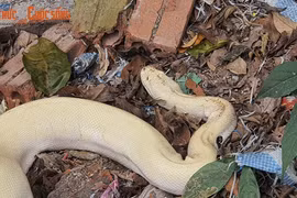 Rắn trắng muốt và loạt “quái thú” dị hợm ở Việt Nam