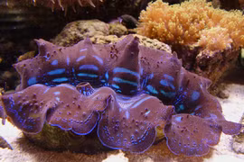 Vì sao vỏ sò tai tượng Philippines được săng lùng trái phép?