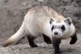 Giật mình những loài đanh đá, "máu chiến" nhất thế giới động vật