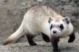 Giật mình những loài đanh đá, "máu chiến" nhất thế giới động vật