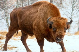 Điểm danh những loài đanh đá, hung hăng nhất thế giới động vật