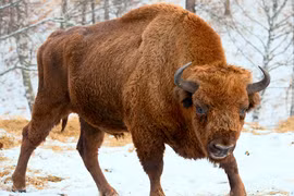 Điểm danh những loài đanh đá, hung hăng nhất thế giới động vật