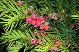 Những loài cây rực rỡ nhưng cực độc, có thể mất mạng