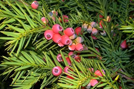 Những loài cây rực rỡ nhưng cực độc, có thể mất mạng